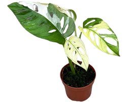 Monstera Adansonii variegata - Kamerplant - Potmaat Ø10,5 cm