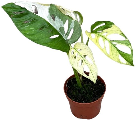 Monstera Adansonii variegata - Kamerplant - Potmaat Ø10,5 cm