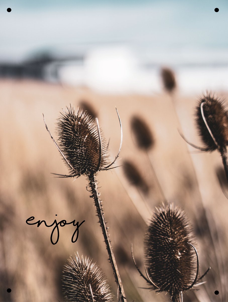 Tuinposter Distel