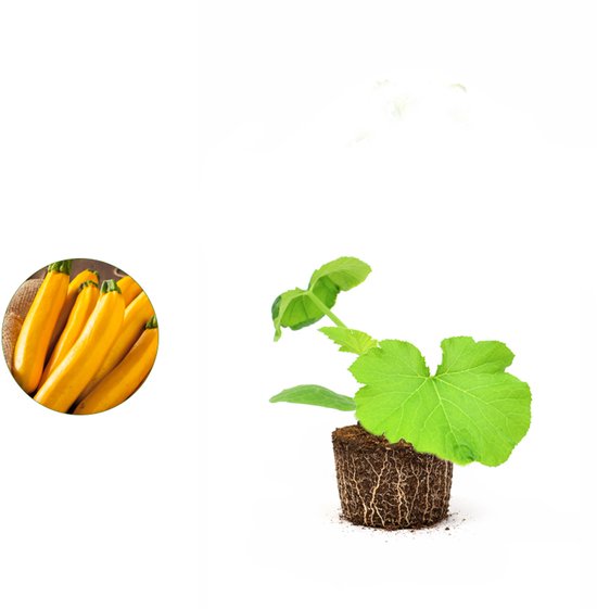 fertilizer for succulent plants Succulent Fertilizer Pellets