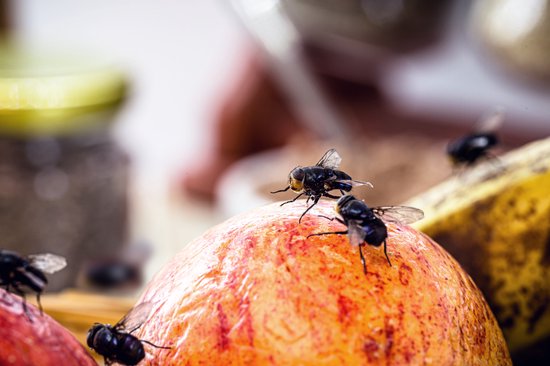 Piège à mouches biologique et réutilisable