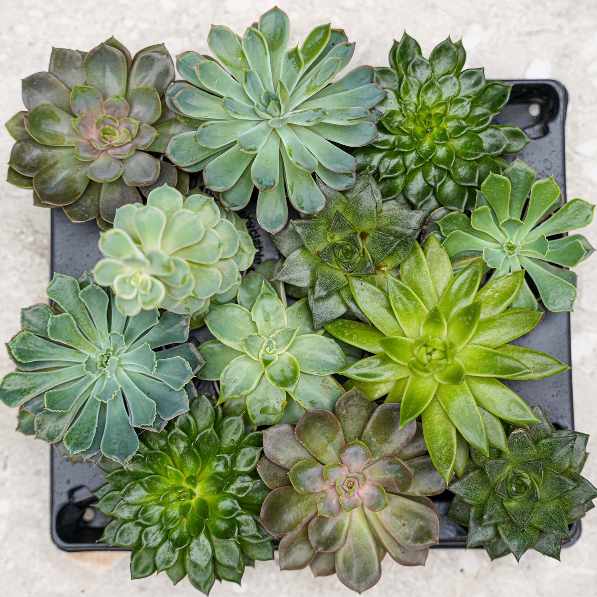 Set van 2 trays – Succulenten mix – Diverse succulenten in potjes van 6 cm (8–12 cm hoog)