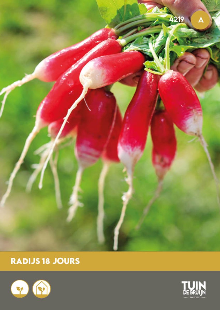 Radijs 18 Jours Zaden – Snelgroeiende Radijs – Binnen 18 Dagen Oogst – Groentezaden Moestuin | Tuin de Bruijn