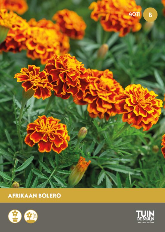 Afrikaan Bolero Zaden – Tagetes Patula – ±130 Zaden – Lage Dubbelbloemige Bloemen – Rood Geel Mix – Bijvriendelijk – Voor Tuin, Balkon en Moestuin - Tuin de Bruijn® zaden