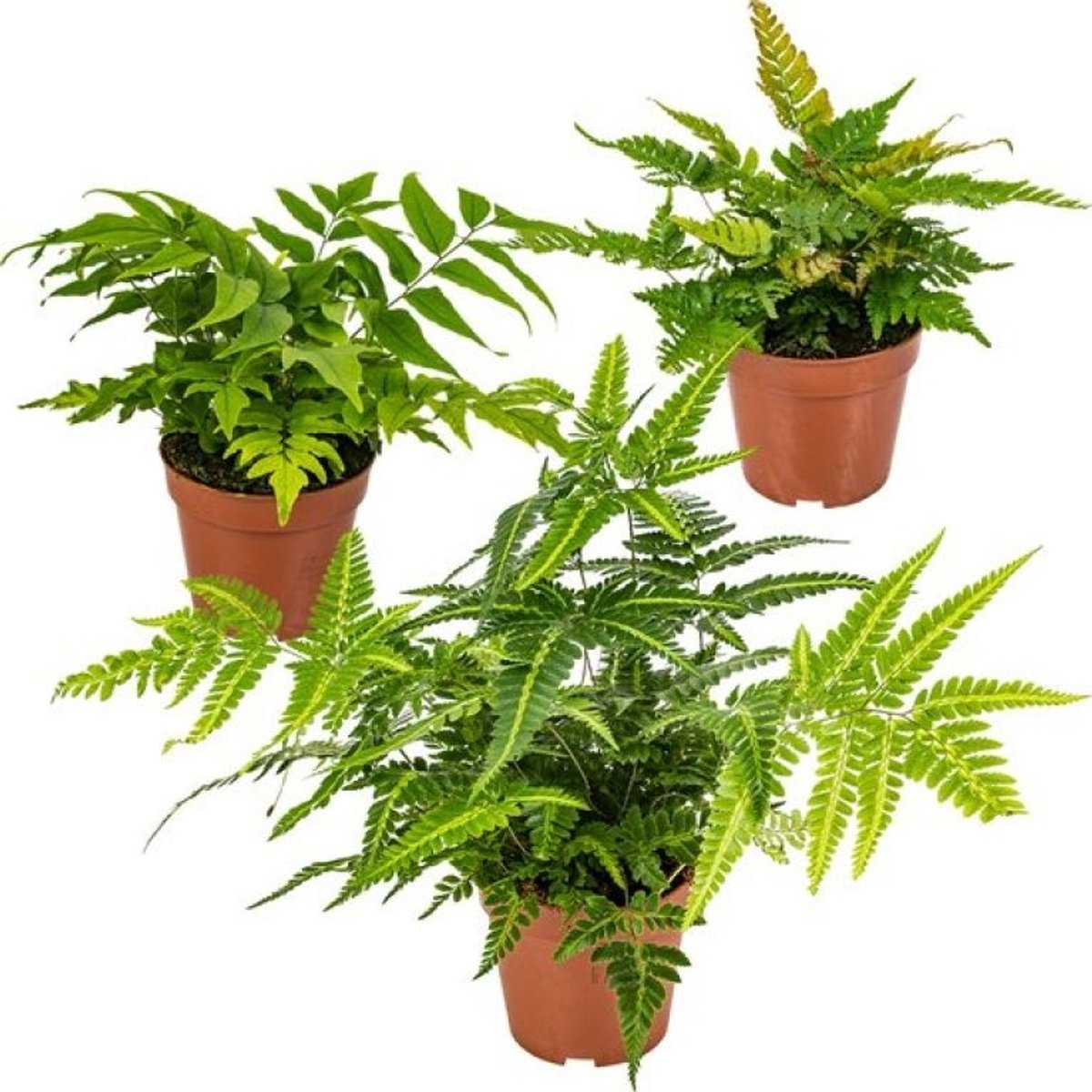 JUNAVERA Buiten varen mix (diverse soorten) | 40 cm hoog bij levering | In 17 cm pot | Voor schaduw en halfschaduw
