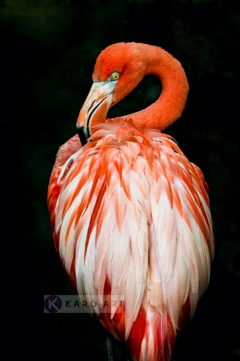 karo-art Schilderij - Flamingo , Multikleur, 3 maten , Premium print