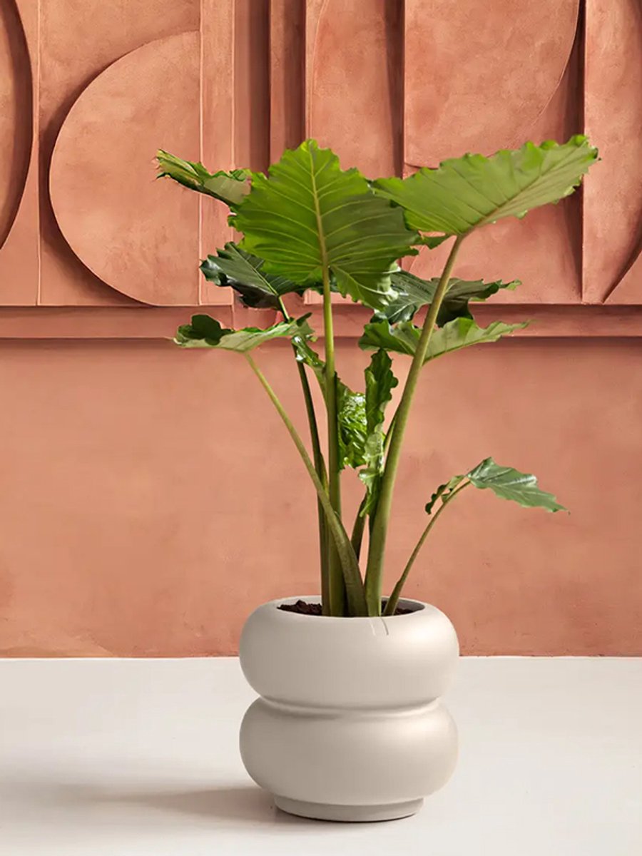 Elho Amber Roll Low 43 - Flower Pot for Indoor & Outdoor