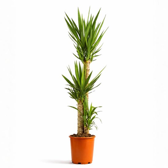 Yucca Elephantipes - 120 - 140cm Hoog - Palmlelie - Luchtzuiverend - Pot 24cm