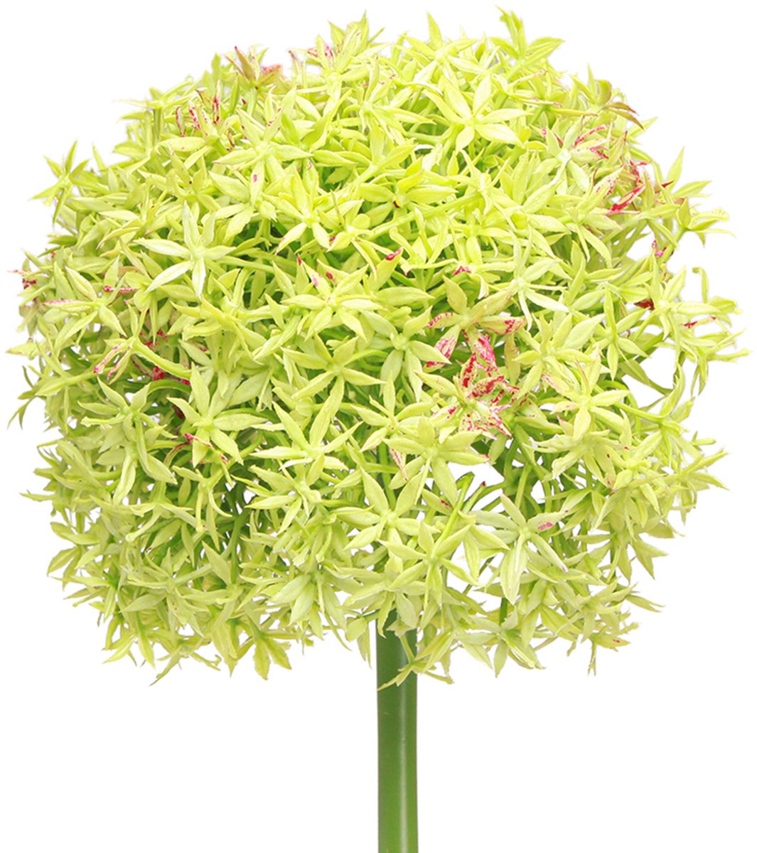 Viana Allium groene bloem kunst sierui Ø18cm 90cm groente