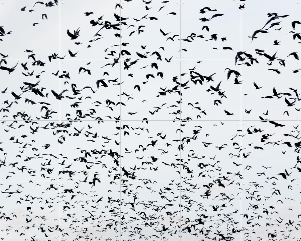 IXXI 999 Birds, Photolovers - 100 x 80 cm - Gratis ophangtool - Grote wanddecoratie en posters - Fotografie, Vogels, Natuur