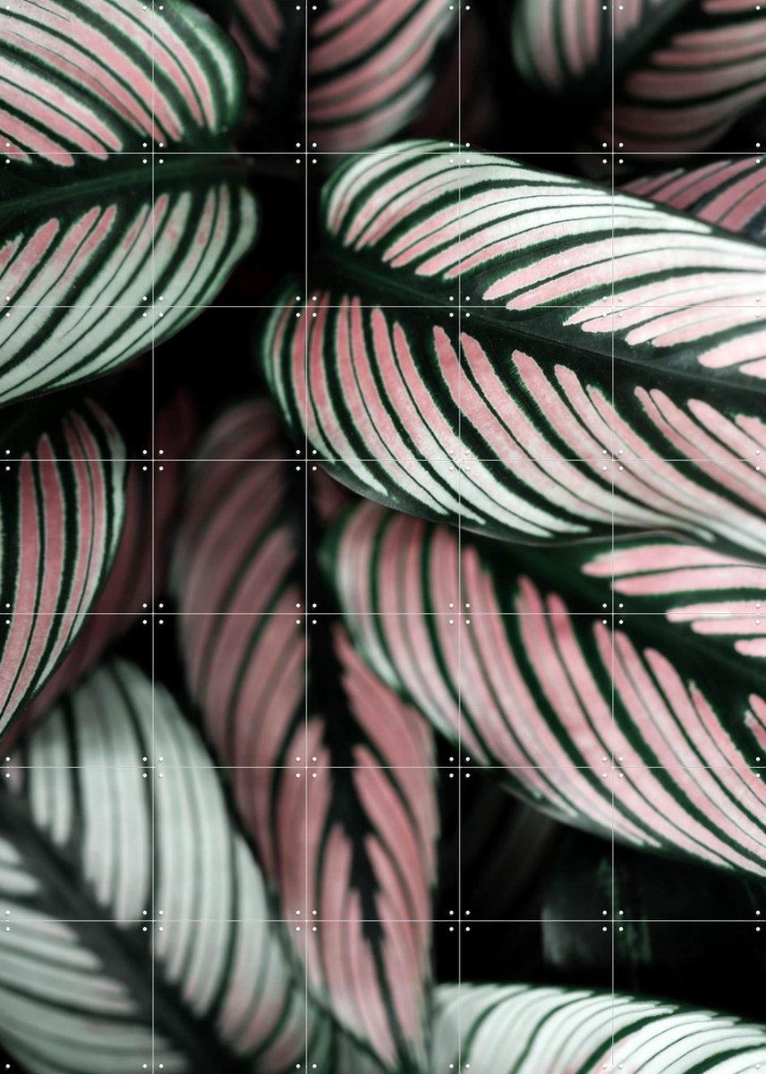 IXXI Call it a White Star Leaves, Ingrid Beddoes - 100 x 140 cm - Gratis ophangtool - Grote wanddecoratie en posters - Fotografie, Natuur, Planten