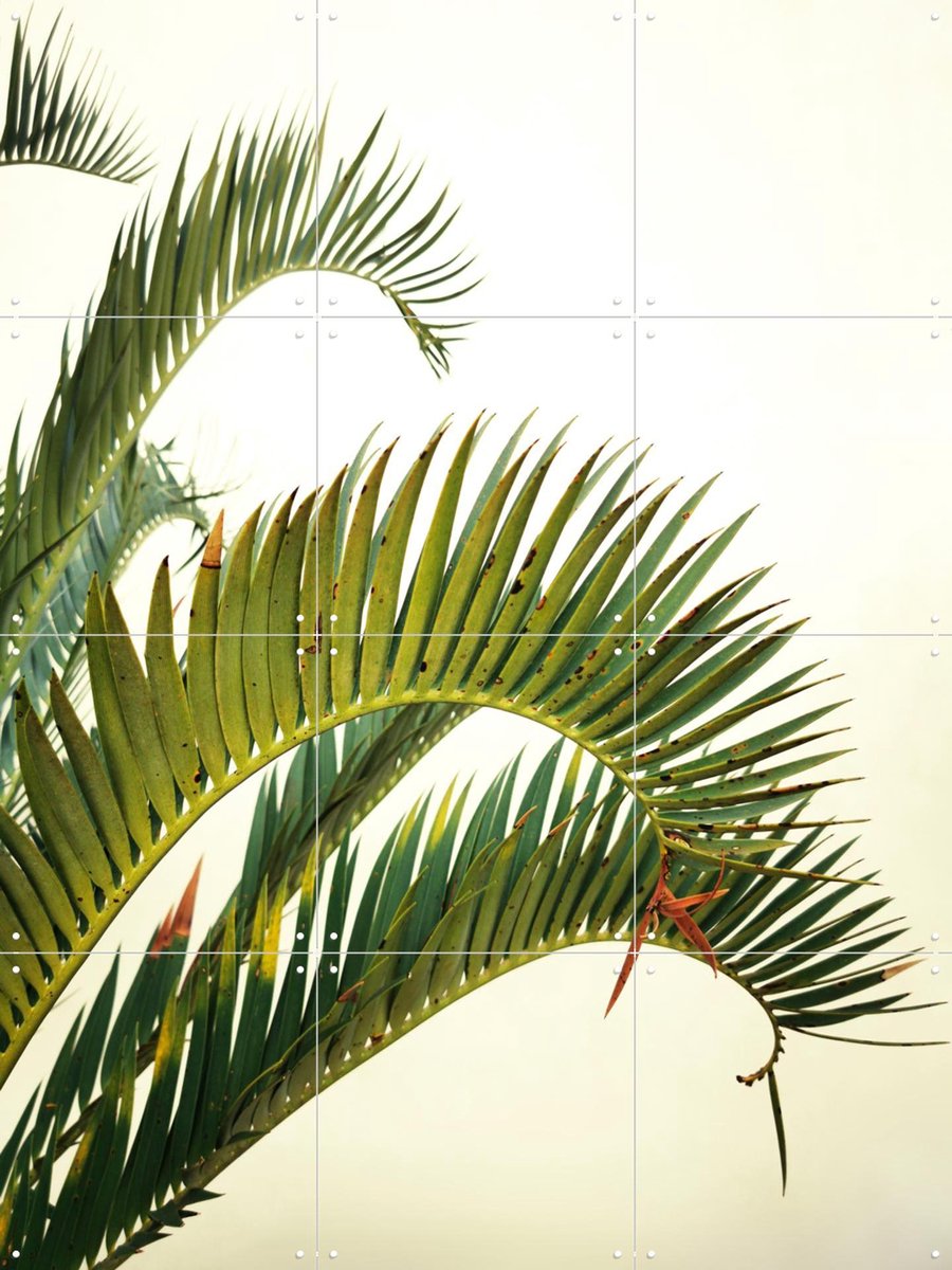 IXXI Naples Green, Angelo Cerantola - 60 x 80 cm - Gratis ophangtool - Grote wanddecoratie en posters - Fotografie, Natuur, Planten