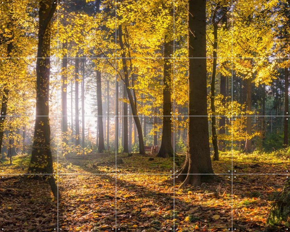 IXXI panoramic forest, Jan Becke - 100 x 80 cm - Gratis ophangtool - Grote wanddecoratie en posters - Impressionisme, Fotografie, Naturalisme