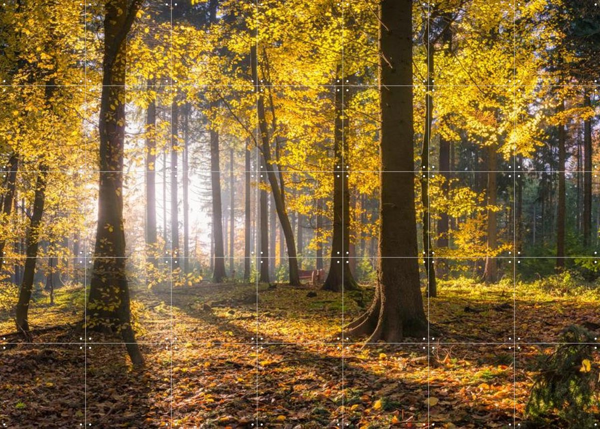 IXXI panoramic forest, Jan Becke - 140 x 100 cm - Gratis ophangtool - Grote wanddecoratie en posters - Impressionisme, Fotografie, Naturalisme