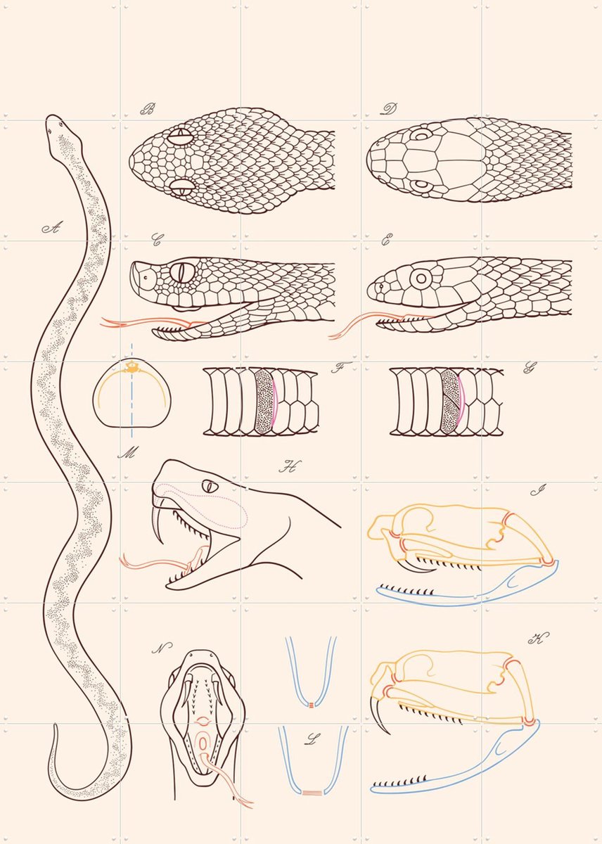 IXXI Serpent - Anatomie, Aster Edition - 100 x 140 cm - Gratis ophangtool - Grote wanddecoratie en posters - Line art, Technische Tekening