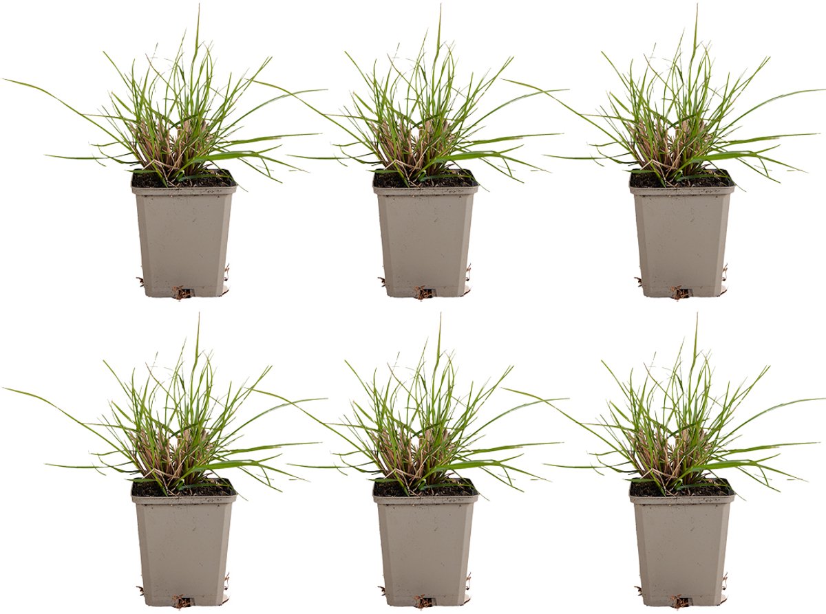 Bloomique - Set van 6 - Pennisetum Hameln - Lampenpoetsersgras - Siergras - Winterhard - Vaste Plant - Compact - 10-20cm Hoog - Pot 9cm