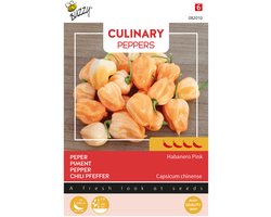 Buzzy Seeds Culinary Peppers Habanero Pink