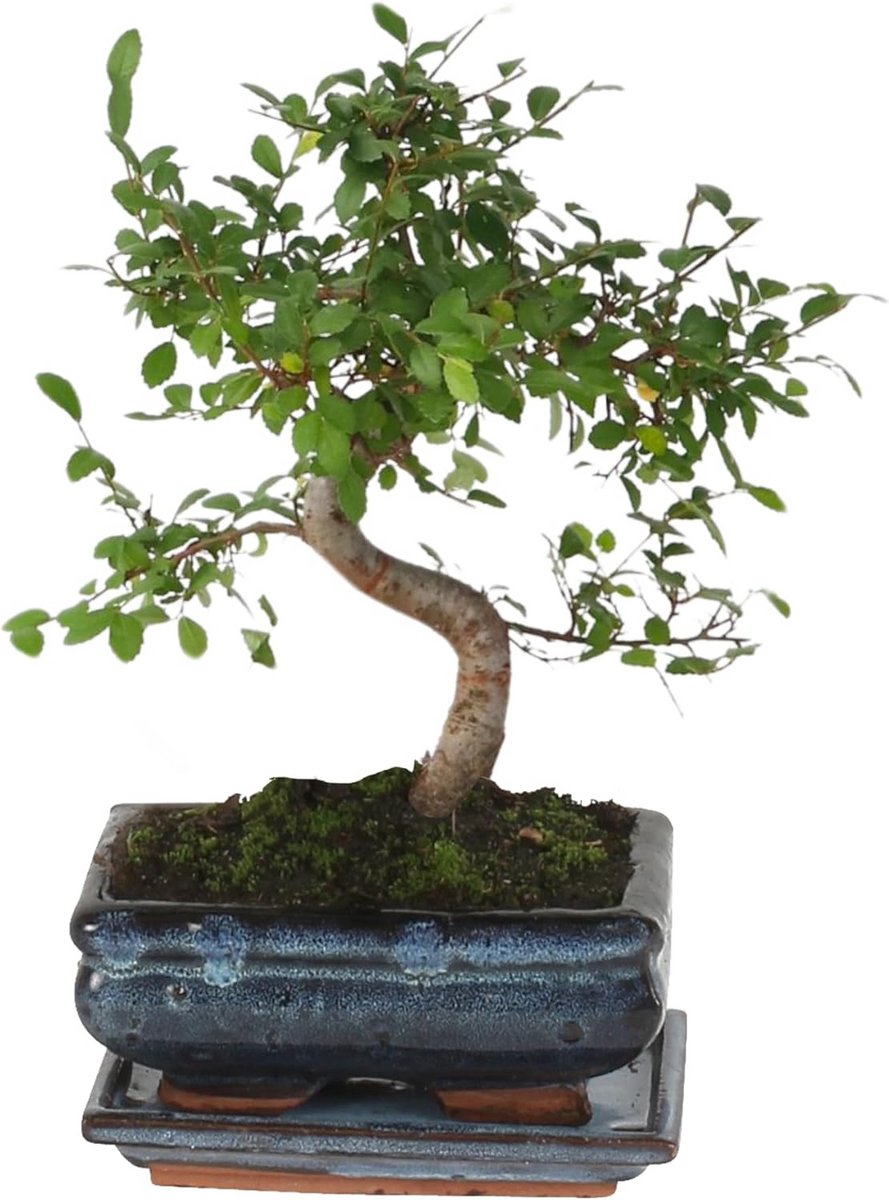 S-vormige Bonsai Boom Zelkova Serrata 20-30 cm in Pot