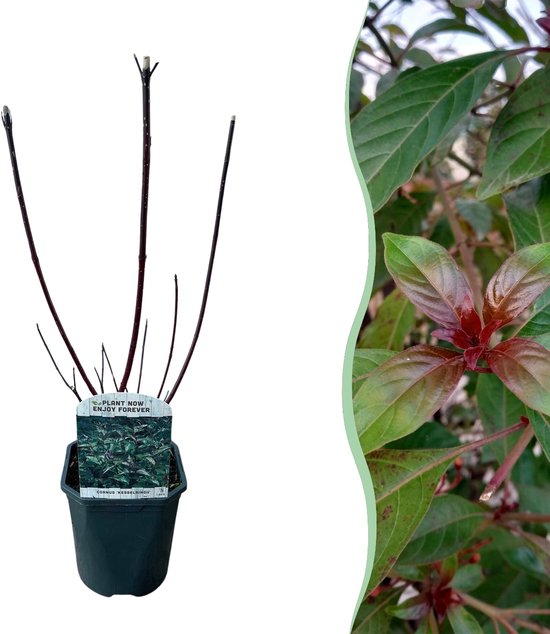 Green boutiQ - Heesters - Cornus alba Kesselringii - Paarse Takken - 1 Plant - Bladverliezend - Weinig Onderhoud - Pot 17cm Hoogte 45cm