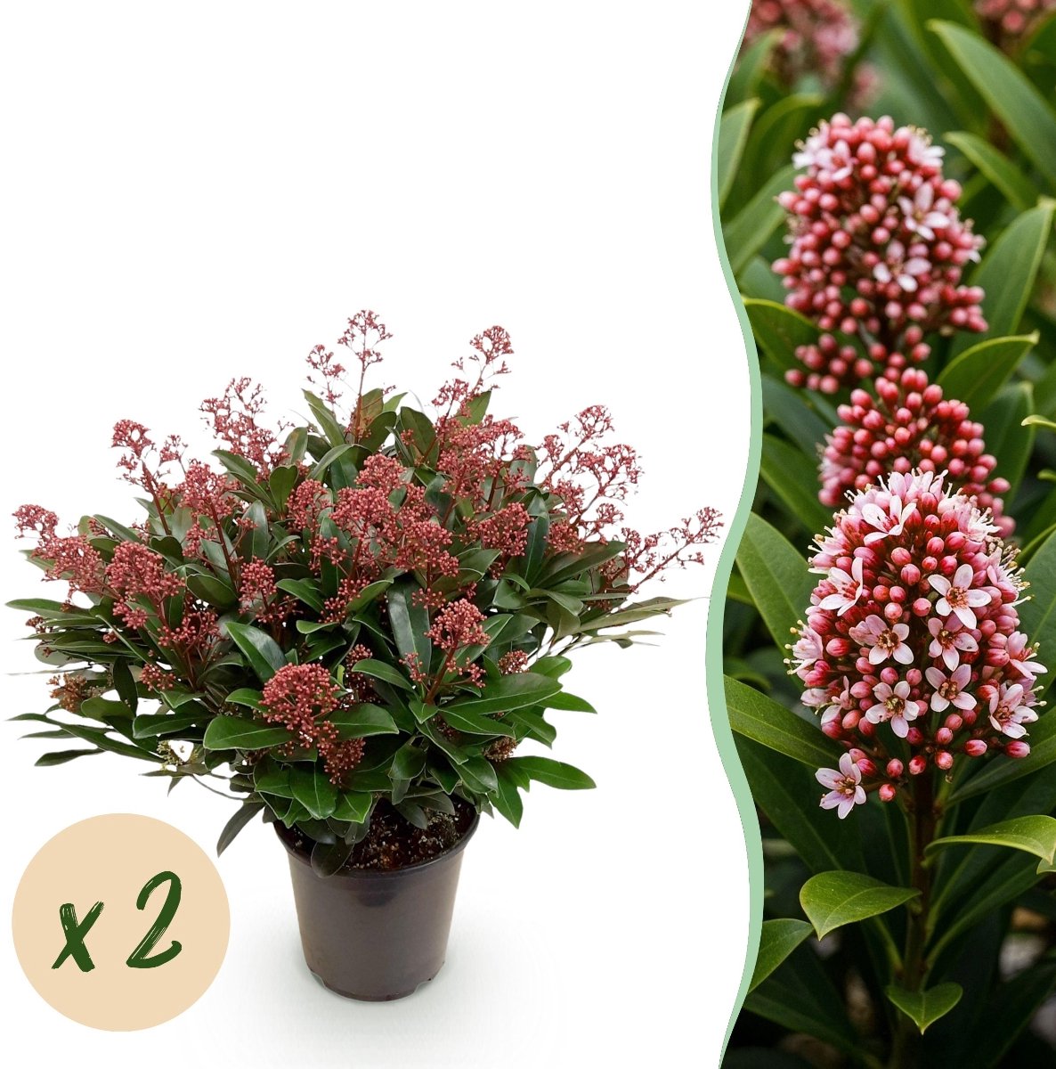 Green boutiQ - Terrasplant - Skimmia japonica Rubella - Bloem Rood - 40+ Bloemen - 2 Plant - Winterhard - Pot 19cm Hoogte 60cm