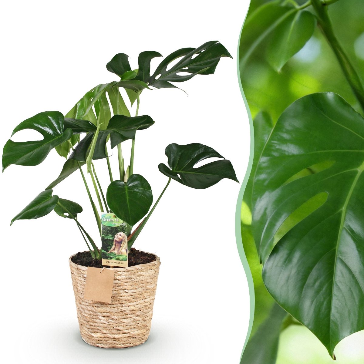 Monstera deliciosa kamerplant groot