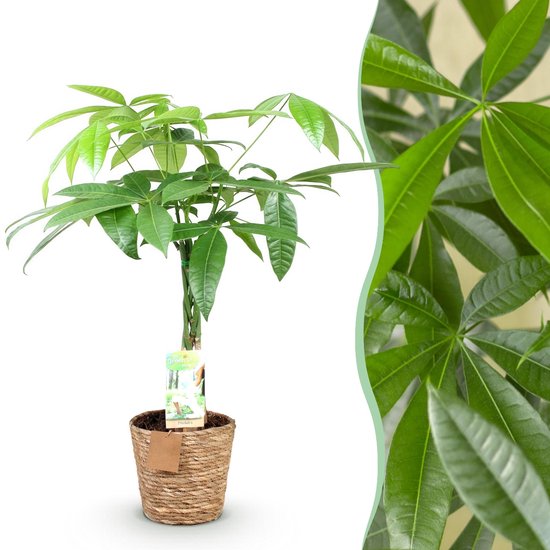 Green BoutiQ - Green is... Kamerplanten - Pachira Aquatica gevlochten stam - Geldboom - Weinig onderhoud - met mand - Groen - 1 Plant - Pot 17cm - Hoogte 60-70cm