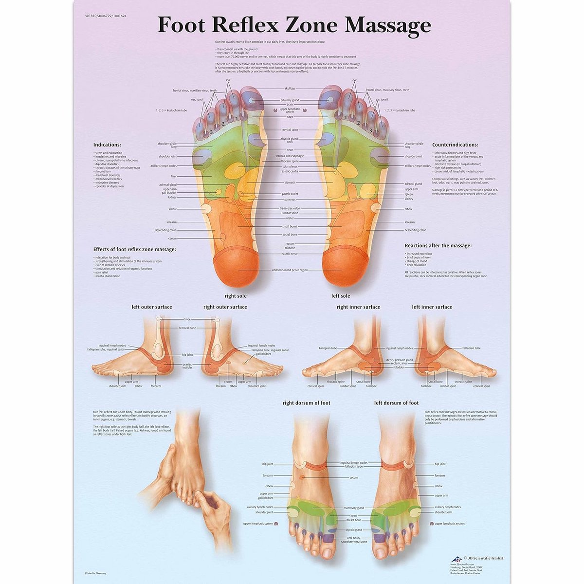 Gedetailleerde Anatomie Kaart Voetreflexzone Massage - Gelamineerd Educatief Hulpmiddel
