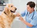 Vétérinaire coupant les griffes d'un golden retriever avec une pince à ongles Furtastic.