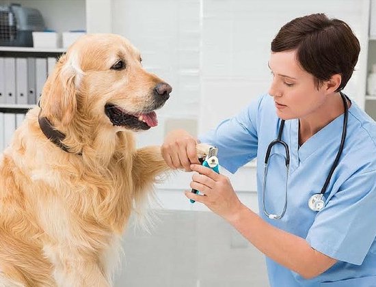 Vétérinaire coupant les griffes d'un golden retriever avec une pince à ongles Furtastic.