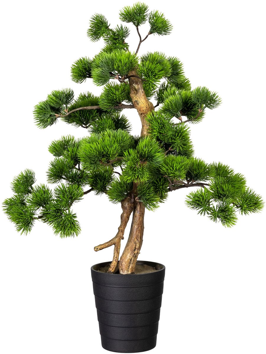 Kopu Bonsai Circa 60 X 40 cm met Een Zwarte Sierpot.