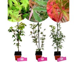 Set van 3 Acer palmatum - Compacte esdoorns - 'Beni-Maiko', 'Iyoshi', 'Little Princess' - Hoogte 25cm - 9cm pot