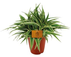 JUNAVERA Chlorophytum comosum 'Ocean' | compacte graslelie | 5 cm pot | 10 cm hoog