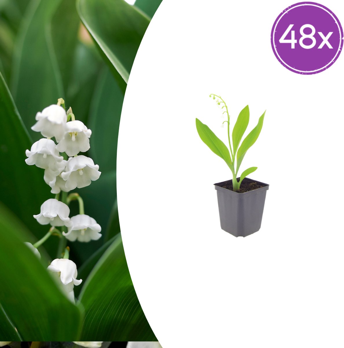 Tuinplantenshop.com | Convallaria majalis | 48 stuks - Ø9cm - 10-25cm hoog - Tuinplant