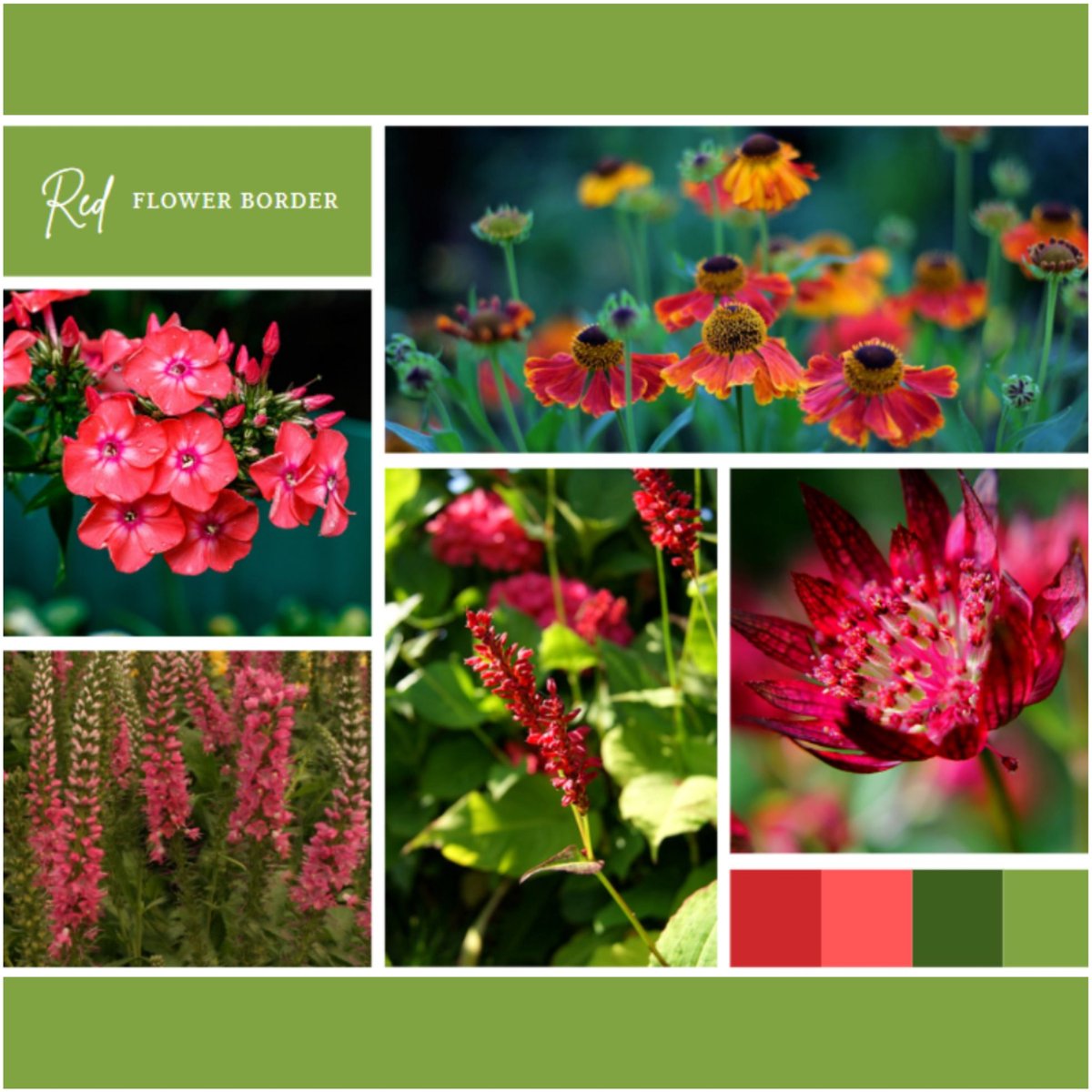 Borderpakket Rood (12 planten: 2 m²) - Bodembedekkers - Snijbloemen - bloeit in Juni / Juli / Augustus