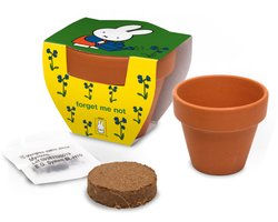 Kweken met Nijntje - Vergeet mij niet - Met terracotta potje