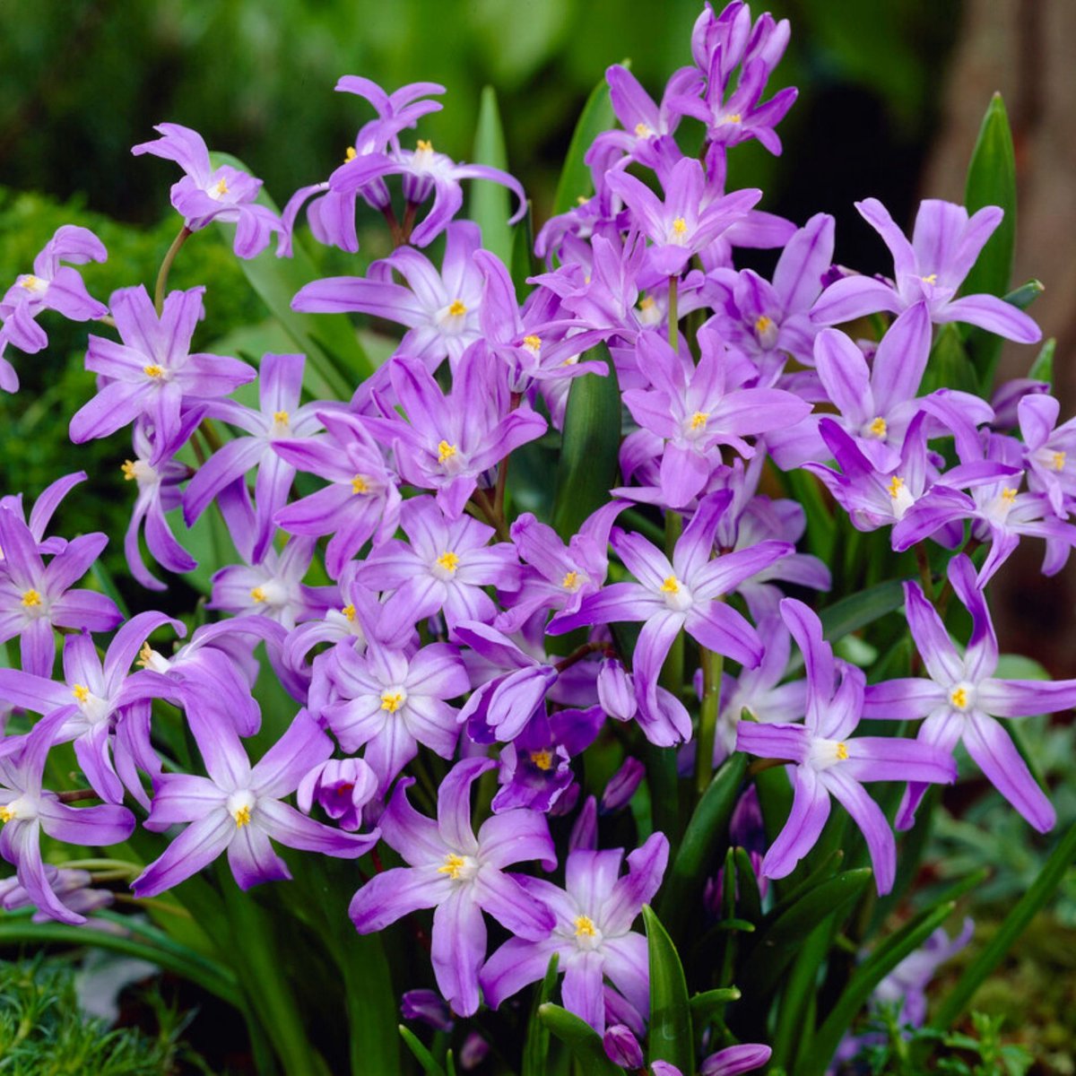 Sneeuwroem (Chionodoxa) - luciliae - Bijen-Vlinders - Snijbloemen - Geurend - Voorjaarsbollen - bloeit in Februari / Maart / April
