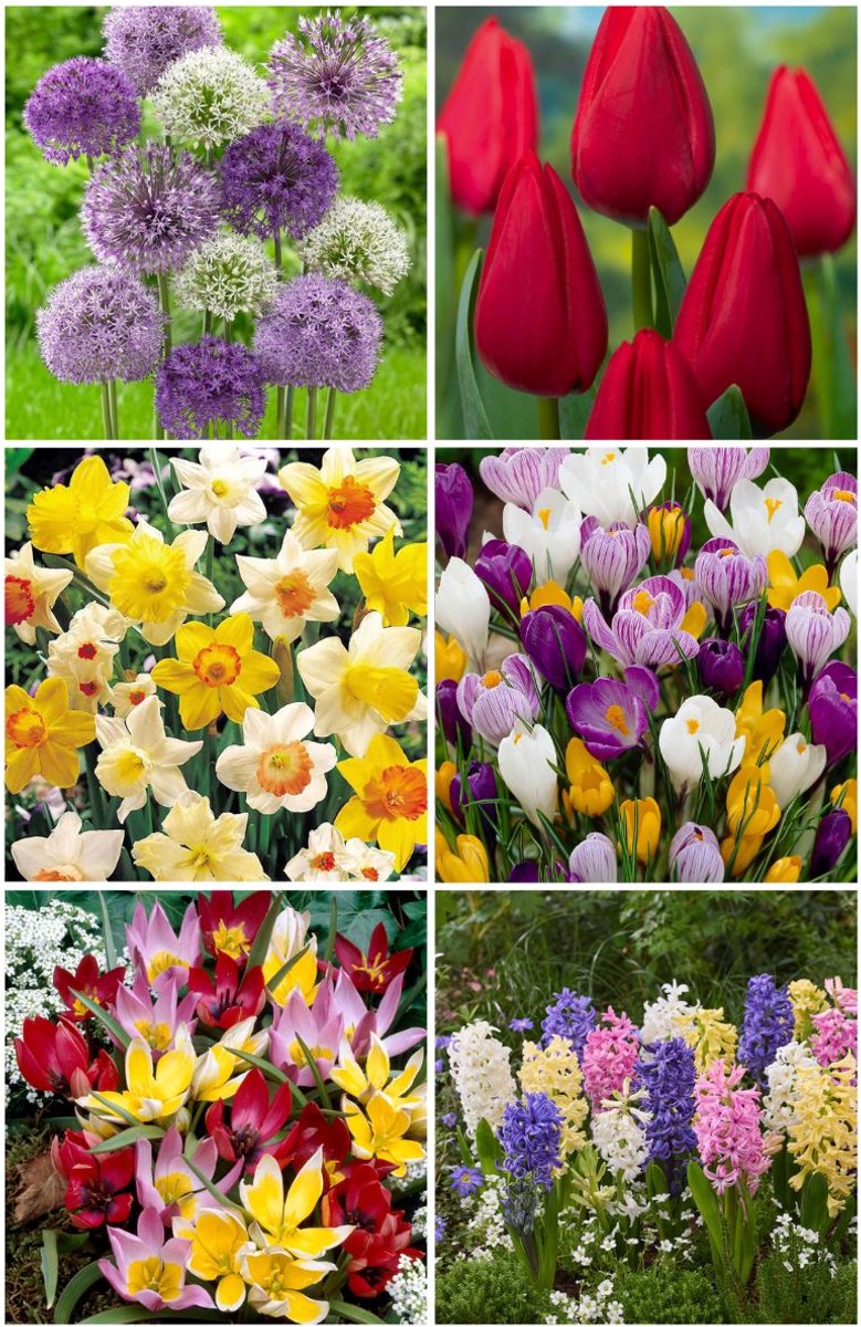 Budget Bloembollen Pakket | 50 stuks | 6 soorten | Tulp | Narcis | Krokus | Hyacint | Sierui