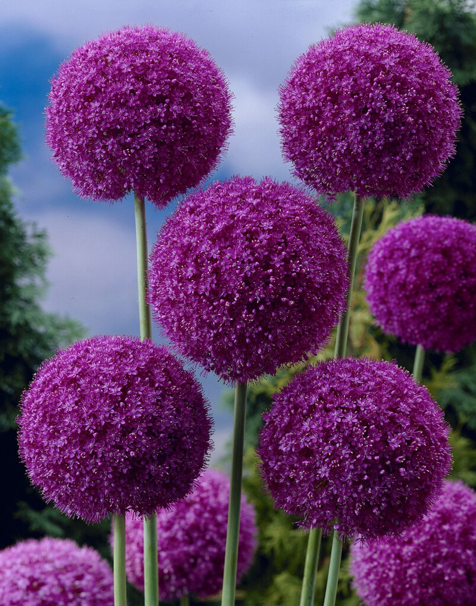 Allium Giganteum | 1 stuk | Sierui