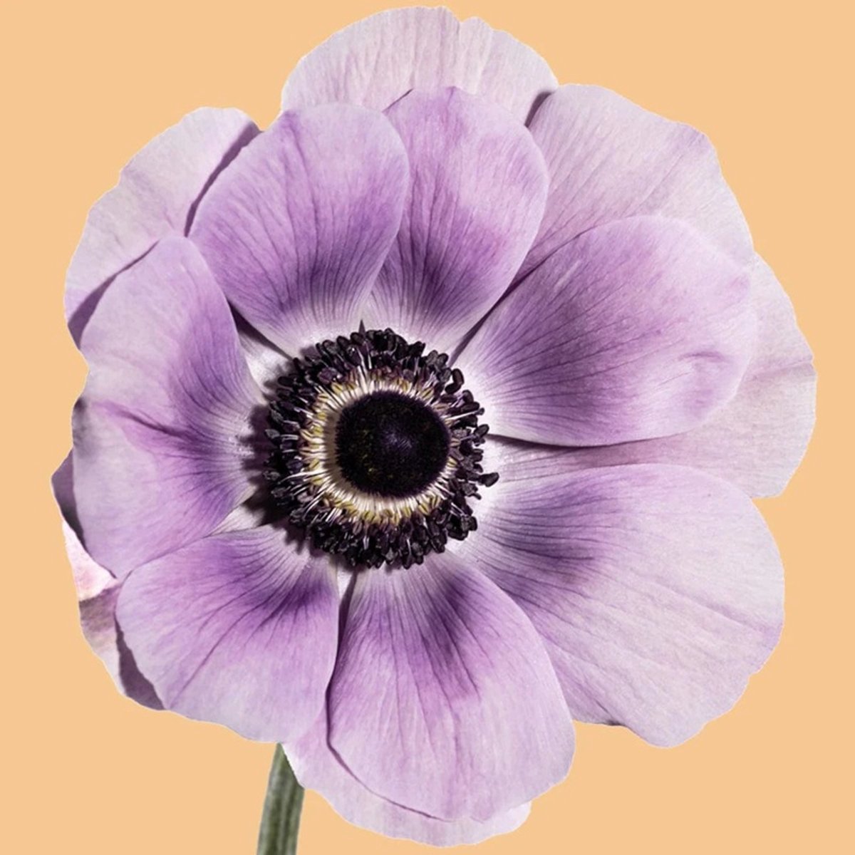 Anemone Mistral Plus Milka | 10 stuks | Anemoon