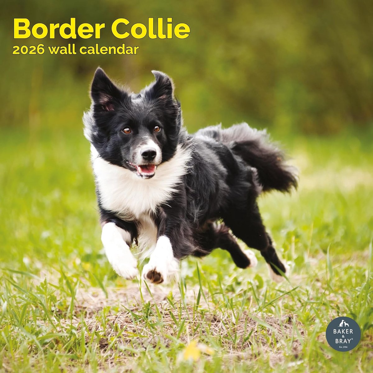 Border Collie Kalender 2027