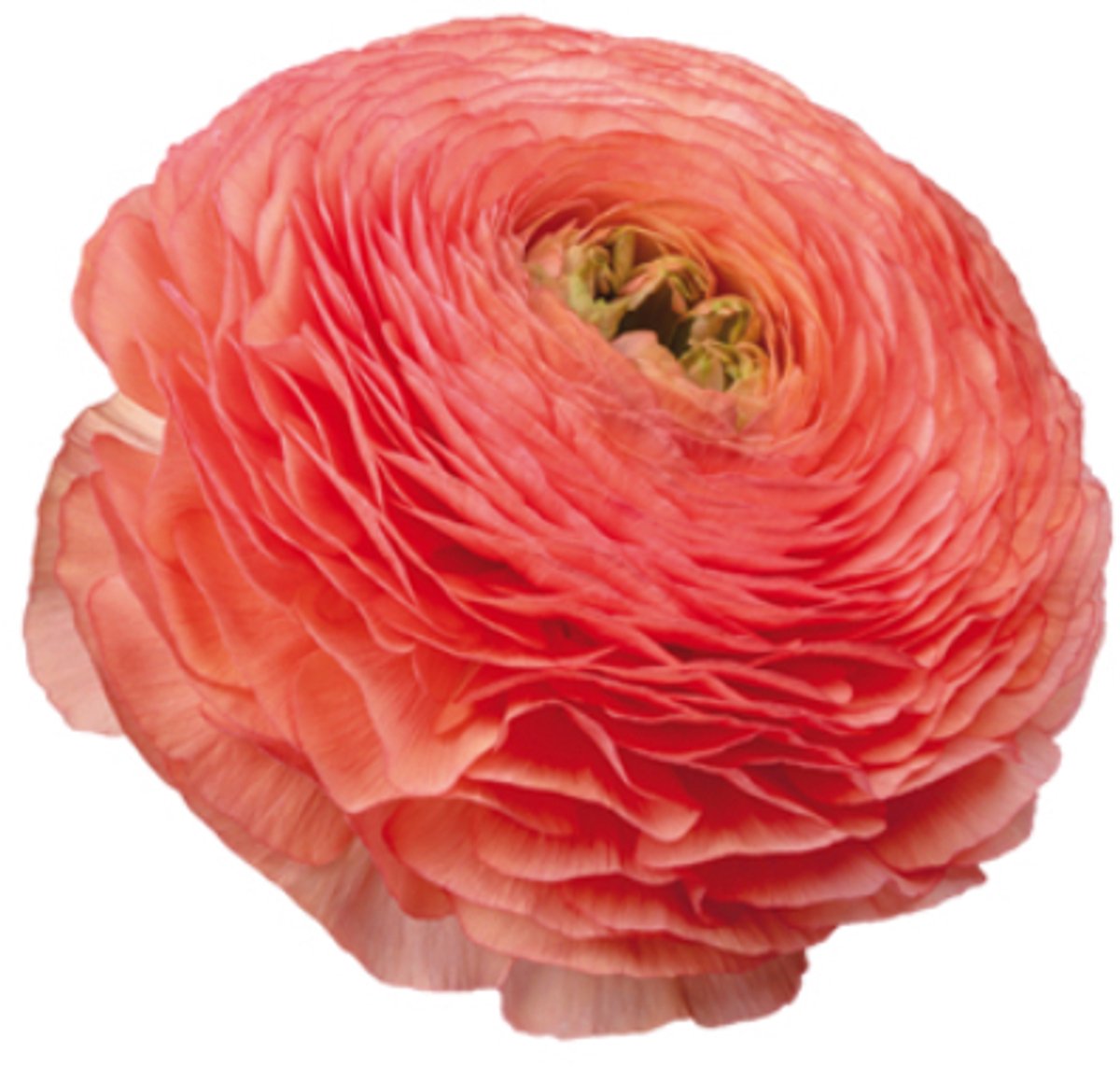 Ranunculus Salmone | 10 stuks | Ranonkel