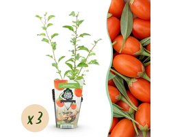Green boutiQ - Fruitplanten - Goijbes - Lycium Barbarum - Winterhard - 3 Planten - Pot 9 cm - Oranje - Rode Vrucht