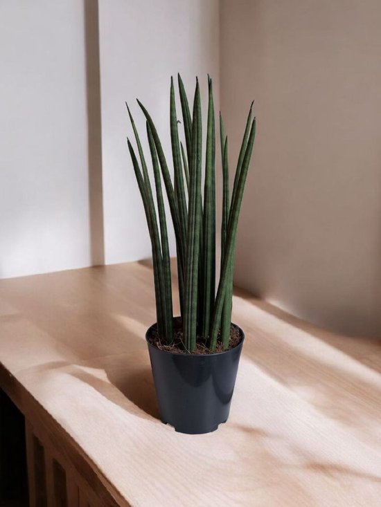 Sansevieria Fernwood Punk - Ø12cm - 25-30 cm hoog - Kamerplant - Groenblijvend - Cactus & Vetplanten