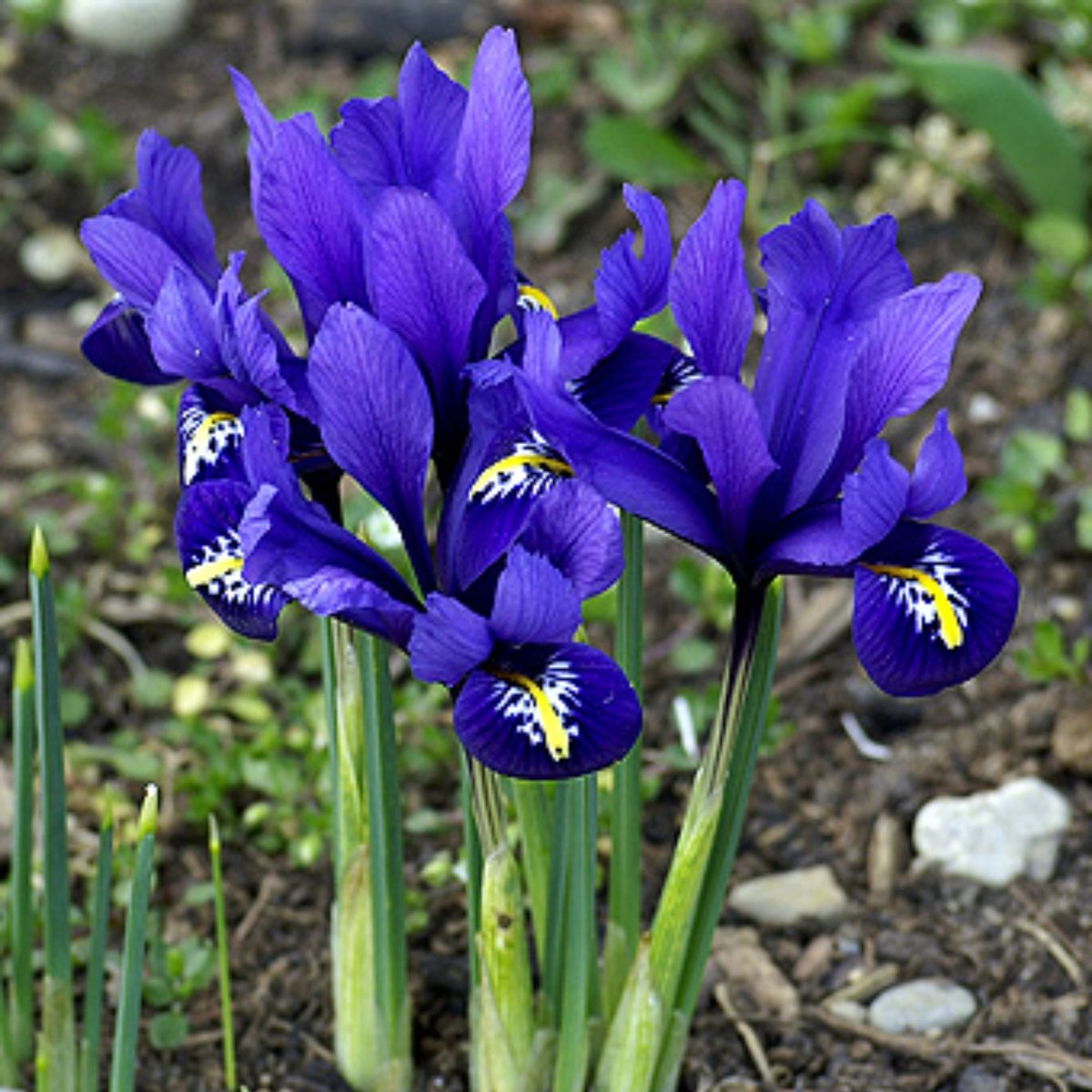 Netiris (Iris Reticulata) - – - Bijen-Vlinders - Snijbloemen - Voorjaarsbollen - bloeit in Maart / April