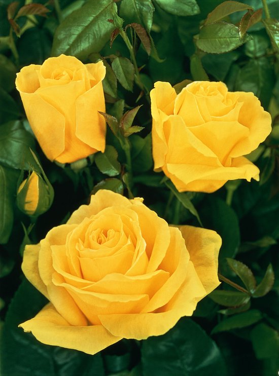 GARDENZO NL - Rosiers tiges XXL Jaune x3 - Rosiers tiges - Résistants à l'hiver - 110-140 cm