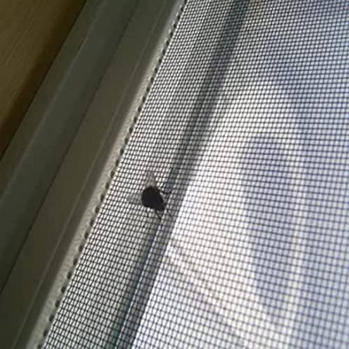 Raamhorren 50 x 155 cm - Insectenwerend Vliegeninsecten en Muggennet voor Ramen
