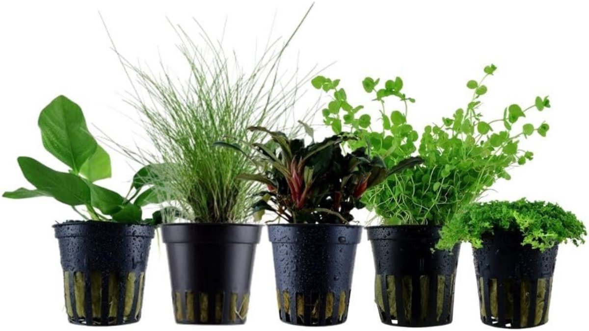 AquaOne Aquariumplanten I 5X Waterplanten I Vooraanstaande aquariumplanten I Alternanthera Lilaeopsis Helanthium Micranthemum I Set met 5 vooraanstaande planten