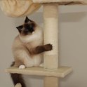 Ragdoll poes krabt aan sisalpaal van kattenboom met hangmat en zitplateau.