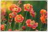 Orange, Fleurs