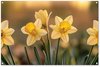 Narcisses, Jaune